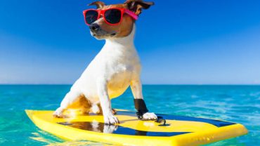 قبل از سفر بدانیم: قوانین سفر با حیوان خانگی و مدارک لازم