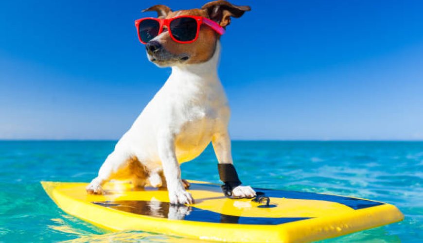 قبل از سفر بدانیم: قوانین سفر با حیوان خانگی و مدارک لازم