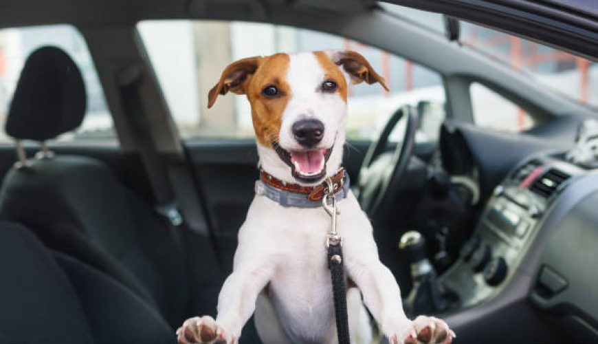 راهنمای جامع: انتخاب بهترین ابزار سفر برای حیوانات خانگی شما