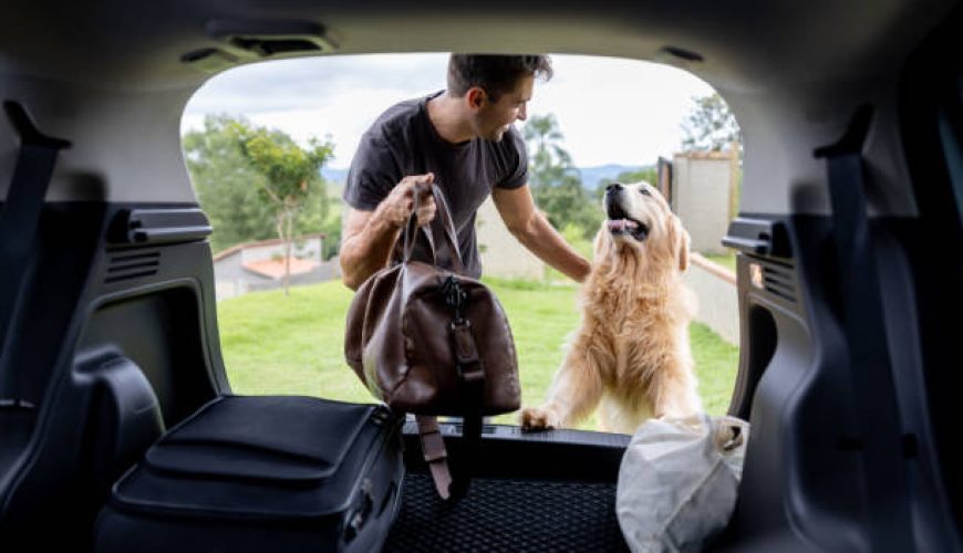 ۱۰ ابزار سفر برای حیوانات خانگی: لوازمی که هر سرپرستی باید بشناسد