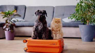 معرفی تخصصی قوانین مسافرت به جزایر ایرانی و نکات طلایی سفر