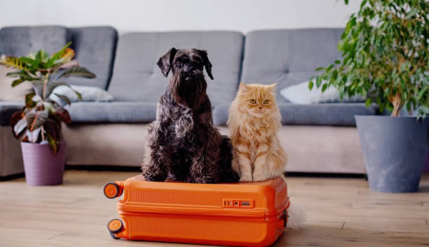 معرفی تخصصی قوانین مسافرت به جزایر ایرانی و نکات طلایی سفر