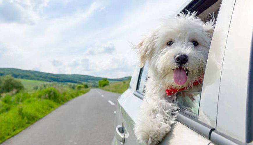 جدیدترین ابزار سفر برای حیوانات خانگی: بررسی و مقایسه مدل‌های ۲۰۲۴