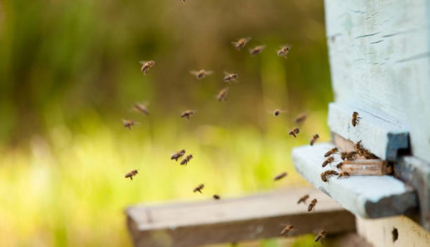 راهنمای کامل: قوانین پرواز داخلی برای مسافران آژانس آسمان سپید