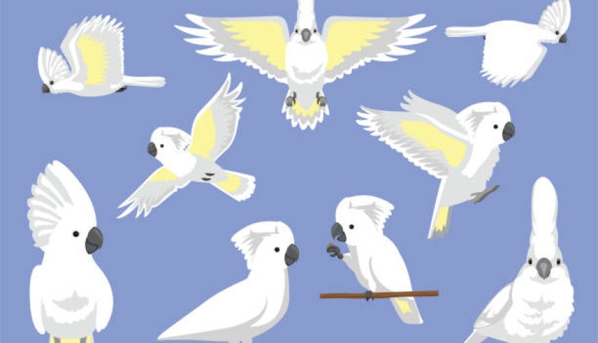 چک لیست ضروری: قوانین پرواز داخلی که هر مسافر باید بداند